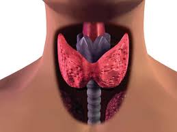 tiroidees 1