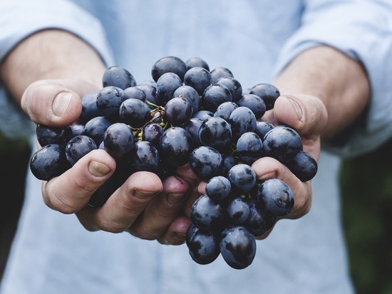 las uvas encontrado la sustancia, la cual salva de cáncer