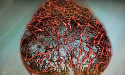 vasos sanguíneos
