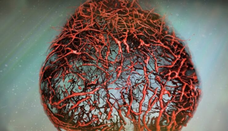 vasos sanguíneos
