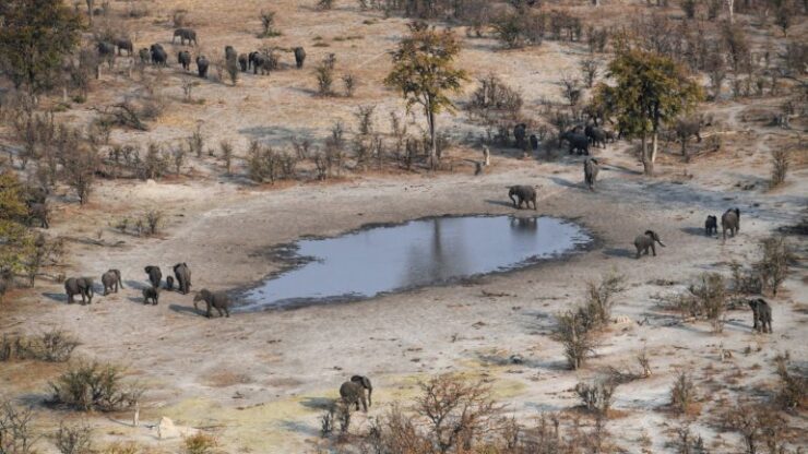 elefantes muertos Botsuana