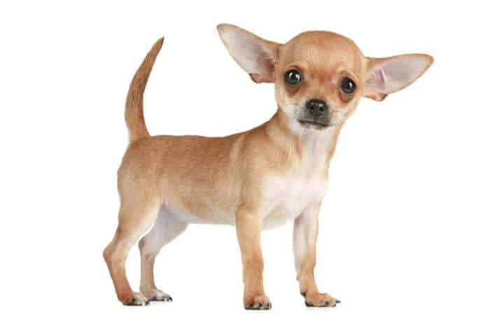 perros-Chihuahua