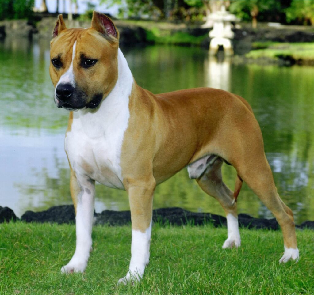 El Amstaff es una raza canina que pertenece al grupo Terrier descendiente del Staffordshire Bull Terrier.