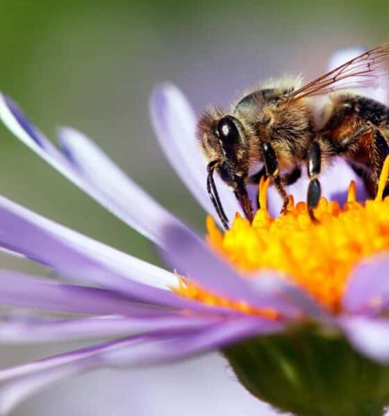 veneno de abejas