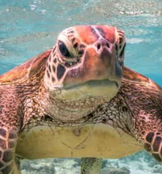 tortuga Terry