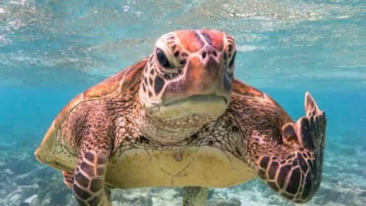 tortuga Terry