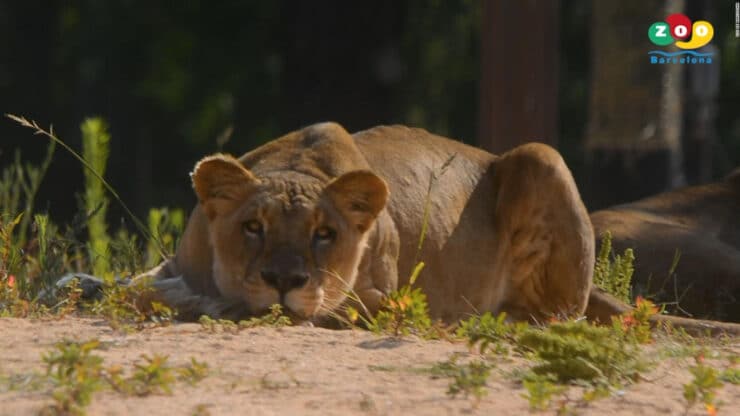 leones positivo covid-19