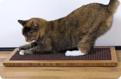 Rascadores para gato Tipo alfombra