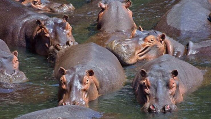 hipopotamos
