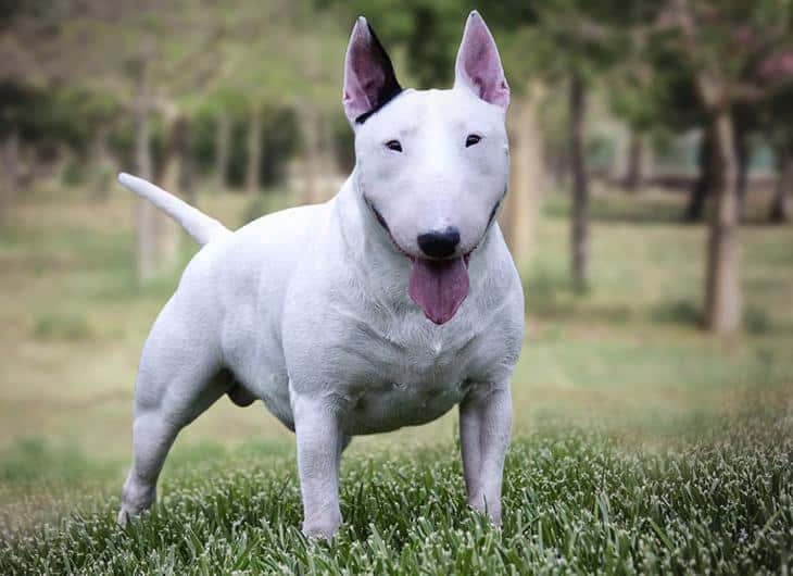 Bull Terrier - razas de perros más peligrosas 