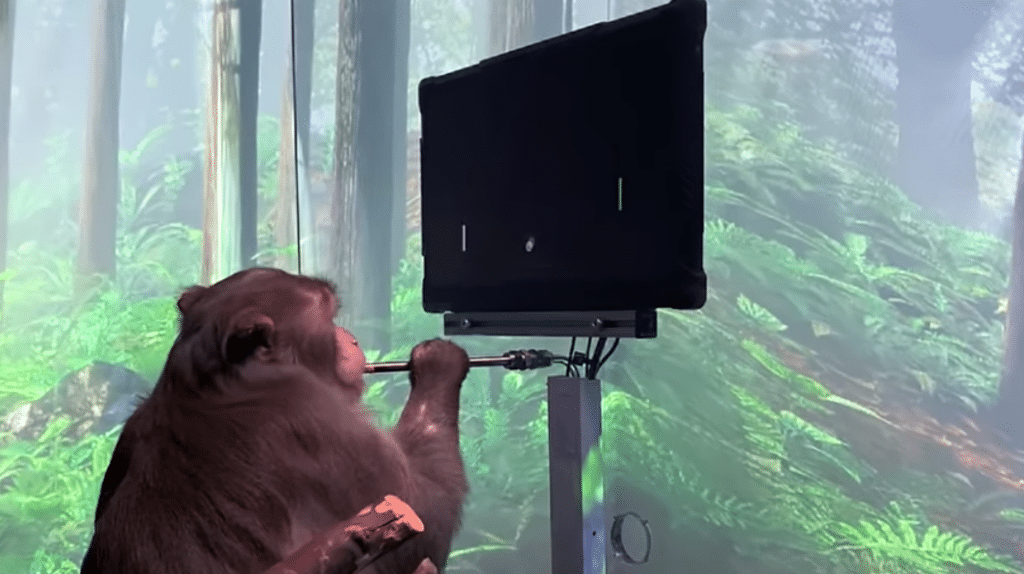 implantes cerebrales de Elon Musk le enseña al mono a jugar Pong con su mente