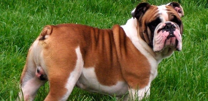 bulldog-ingles tiene la piel arrugada