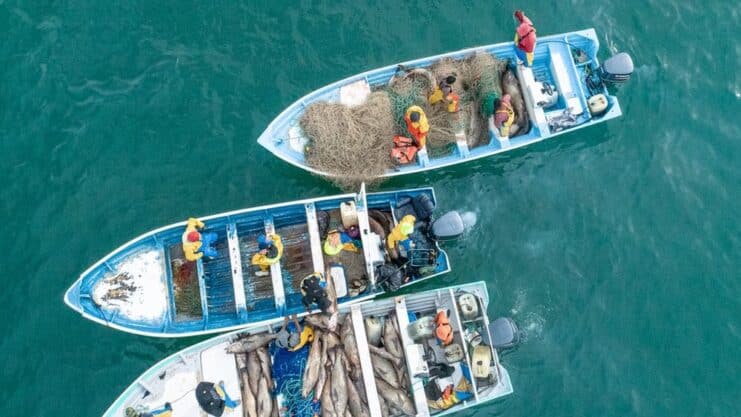 Pesca ilegal de 'cocaína de marina' amenaza especies raras y causa conflicto en México