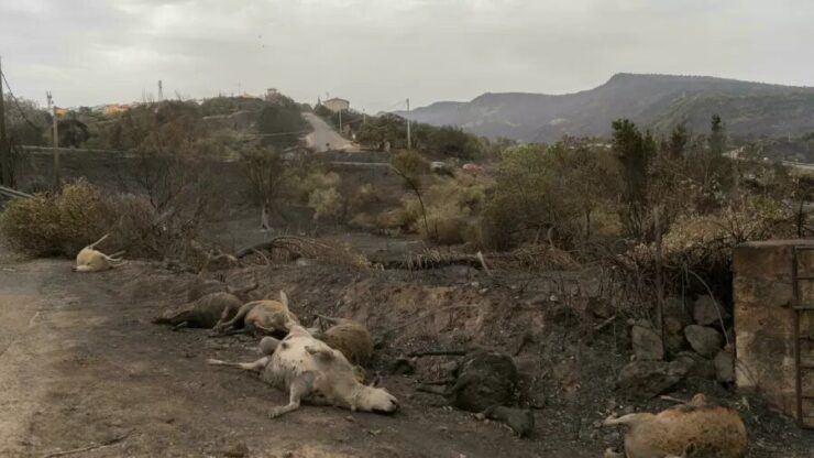 Incendios en Italia: más de 20 millones de animales murieron en dos meses