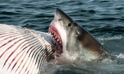 tiburones alimentándose de ballenas muertas