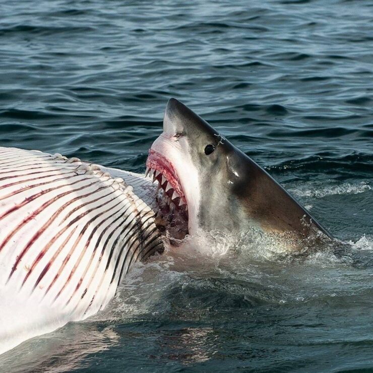 tiburones alimentándose de ballenas muertas