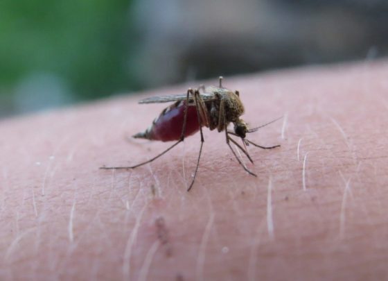 vacuna contra la malaria