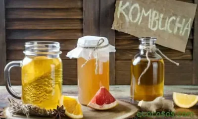 Beneficios del Té de Kombucha