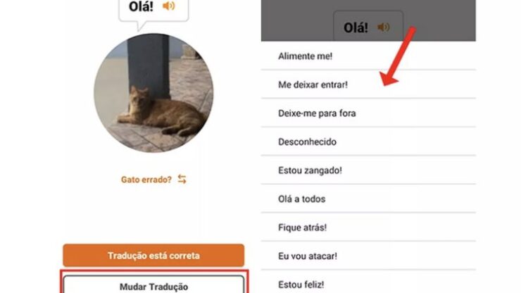 Aplicación traduce los maullidos del gato