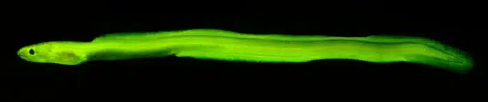 Buceo fluorescente