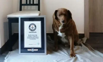 el perro más viejo del mundo