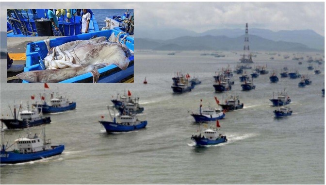 China saquea mar peruano con flotas pesqueras industriales, y silencio cómplice